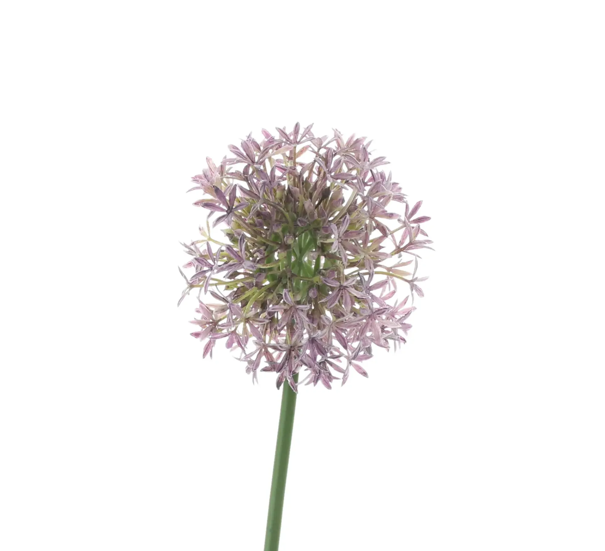 Kunstpflanzen|Frank Handels GmbH & Co. KG Blume "Allium"