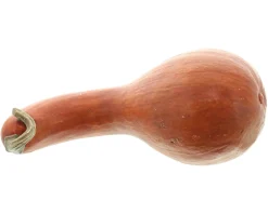 Dekokürbisse|Frank Handels GmbH & Co. KG Deko-Kürbis "Orange"