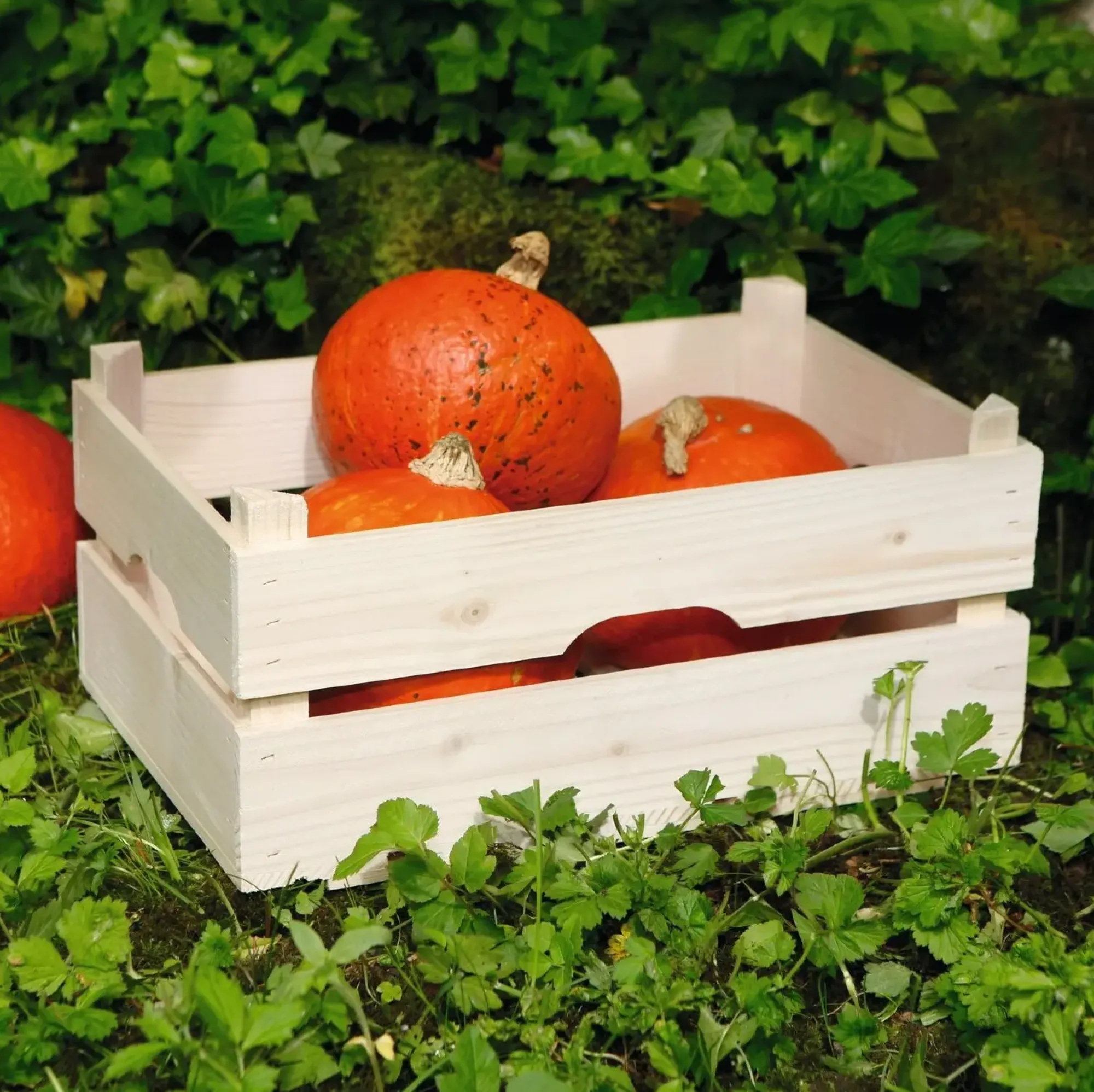 Herbstgarten|Kisten & Dekoboxen|Frank Handels GmbH & Co. KG Holz-Steige "Natur"