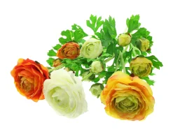 Kunstpflanzen|Frank Handels GmbH & Co. KG Kunstblume "Ranunkeln", 3er Set
