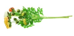 Kunstpflanzen|Frank Handels GmbH & Co. KG Kunstblume "Ranunkeln", 3er Set