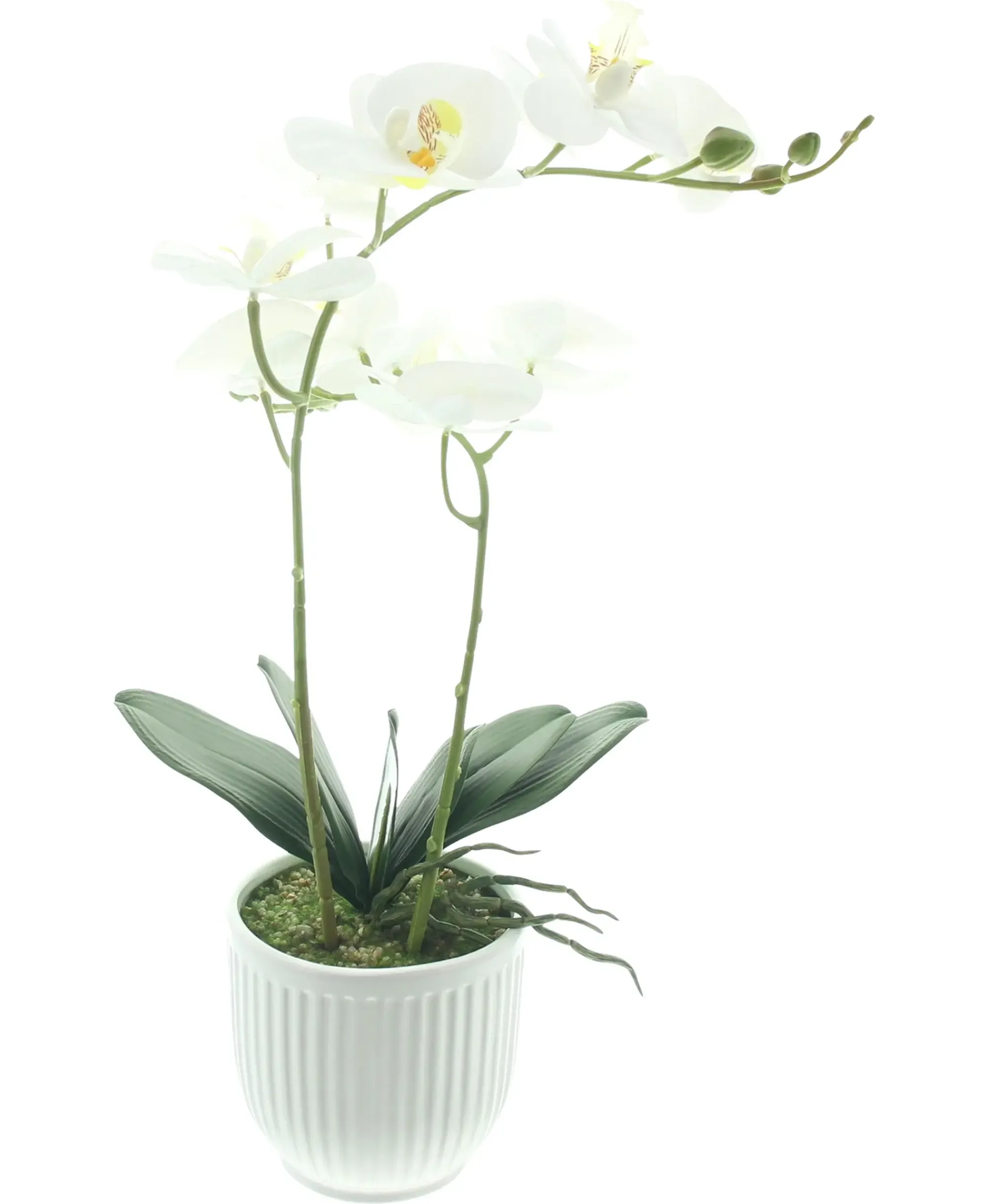 Kunstpflanzen|Frank Handels GmbH & Co. KG Orchidee "White Butterfly" im Topf